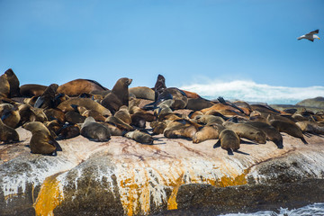 Fototapeta premium Cape Fur Seals at Duiker Island, South Africa