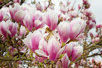 Fototapeta na wymiar Magnolienbusch pink-weiß gestreift