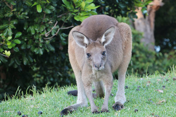 Inquisitive Kangaroo