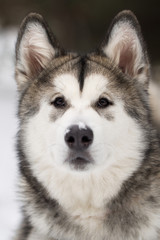 Dog Siberian husky in the winter in the woods.