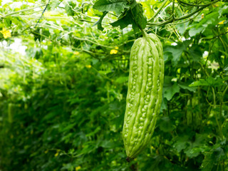 Bitter gourd hanging on a vine