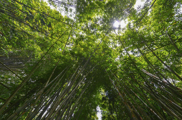 Bambú, Indonesia