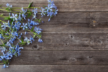 Fototapeta na wymiar Periwinkle flowers on a wooden background
