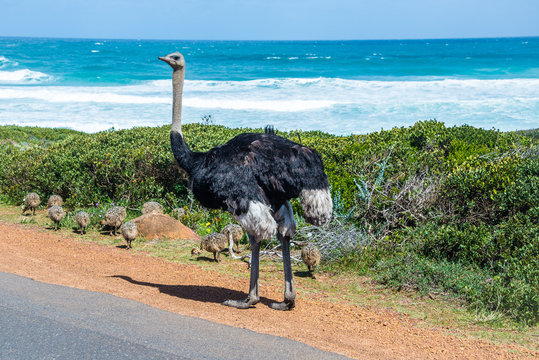 A Wild Ostrich with young chicks at the Cape of Good Hope, a section of Table Mountain National Park, Cape Peninsula, South Africa