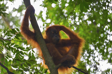 Orangután en la selva de Sumatra, Indonesia