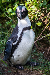 Obraz premium African penguin, also known as Black-Footed or Jackass Penguin, at Boulders Beach in Simon's Town, South Africa