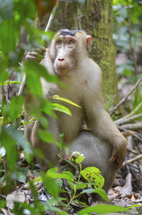 Macaco, Bukit Lawang, Sumatra, Indonesia