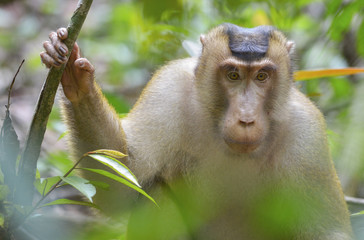 Macaco, Bukit Lawang, Sumatra, Indonesia