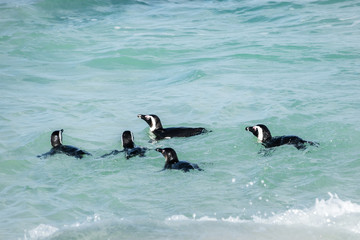 Naklejka premium African penguins, also known as Black-Footed or Jackass Penguin, swimming at Boulders Beach in Simon's Town, South Africa