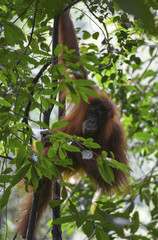 Orangután en la selva de Sumatra, Indonesia