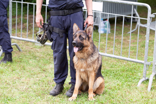 Police dog. Policeman with a German Shepherd on duty.