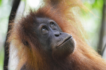 Fototapeta premium Orangután en la selva de Sumatra, Indonesia