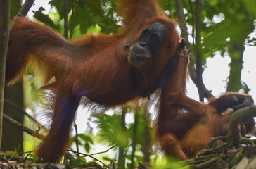 Orangut&aacute;n en la selva de Sumatra, Indonesia