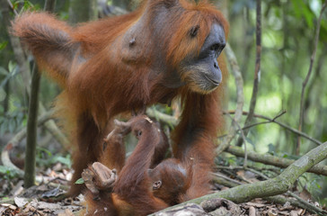 Orangután en la selva de Sumatra, Indonesia