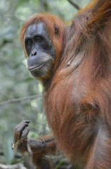 Orangután en la selva de Sumatra, Indonesia