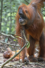 Naklejka premium Orangután en la selva de Sumatra, Indonesia