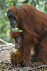 Orangután en la selva de Sumatra, Indonesia