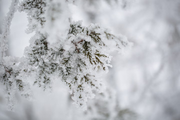 spruce in the snow. pine.