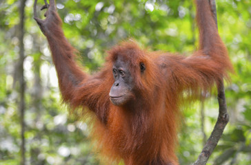 Orangután en la selva de Sumatra, Indonesia