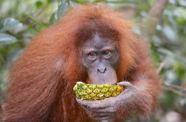 Orangután en la selva de Sumatra, Indonesia