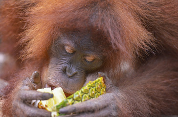 Orangután en la selva de Sumatra, Indonesia
