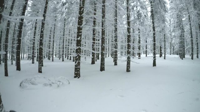Walking in winter forest, view from human face perspective