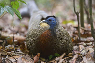 Pavo Real, Sumatra, Indonesia