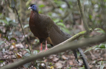 Pavo Real, Sumatra, Indonesia
