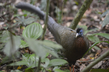 Pavo Real, Sumatra, Indonesia