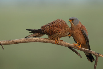 Lesser Kestrel
