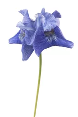 Foto op Plexiglas Iris iris flower isolated