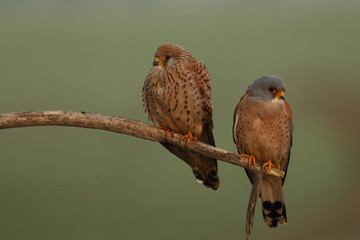 Lesser Kestrel