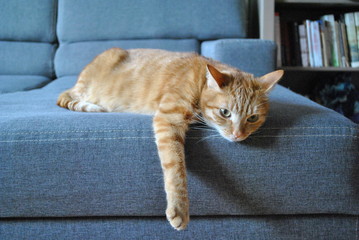 Rudy kot odpoczywający na kanapie - obrazy, fototapety, plakaty