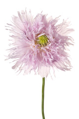 Fototapeta premium poppy flower isolated