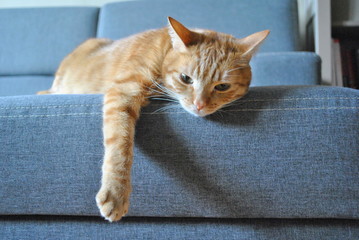 Rudy kot na szarej kanapie