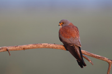 Lesser kestrel, mating ritual