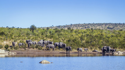 African bush elephant in Kruger National park, South Africa
