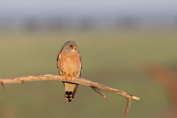 Lesser kestrel, mating ritual