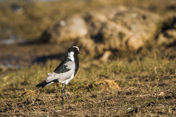 Blacksmith Lapwing in Kruger National park, South Africa