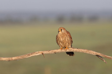 Lesser kestrel, mating ritual