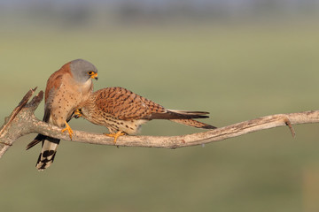 Lesser kestrel, mating ritual