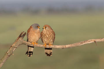 Lesser kestrel, mating ritual