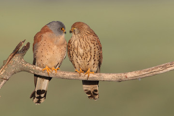 Lesser kestrel, mating ritual