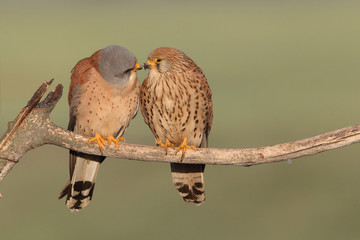 Lesser kestrel, mating ritual