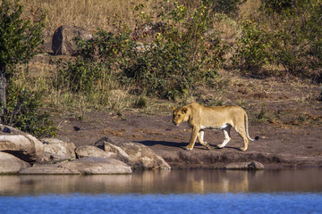 African lion in Kruger National park, South Africa