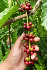 Coffee beans ripening on a tree.