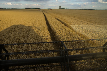 Moisson de bl&eacute;