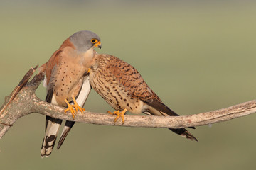 Lesser Kestrel