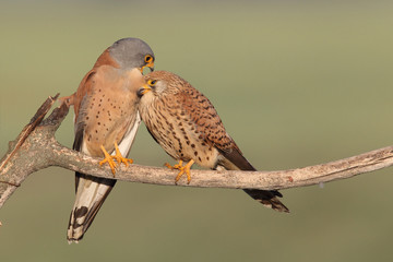 Lesser Kestrel