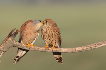 Lesser Kestrel